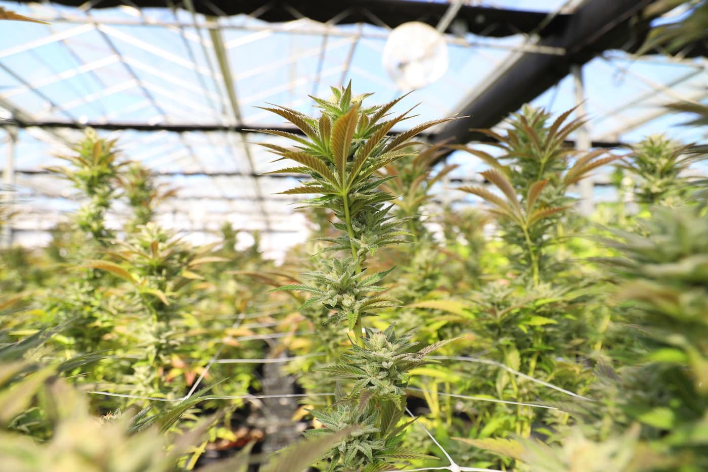 Rows of cannabis plants in a humid indoor grow room with water on the floor