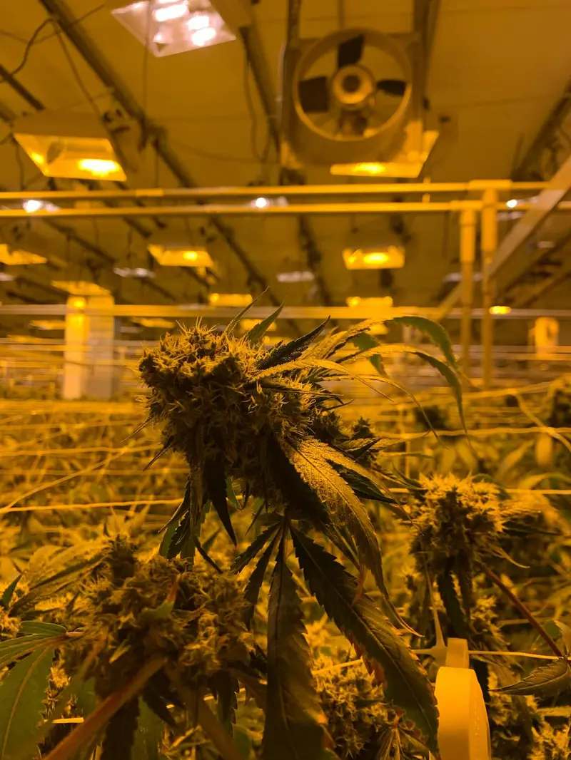 Indoor cannabis cultivation room with plants under grow lights above a sealed seamless floor