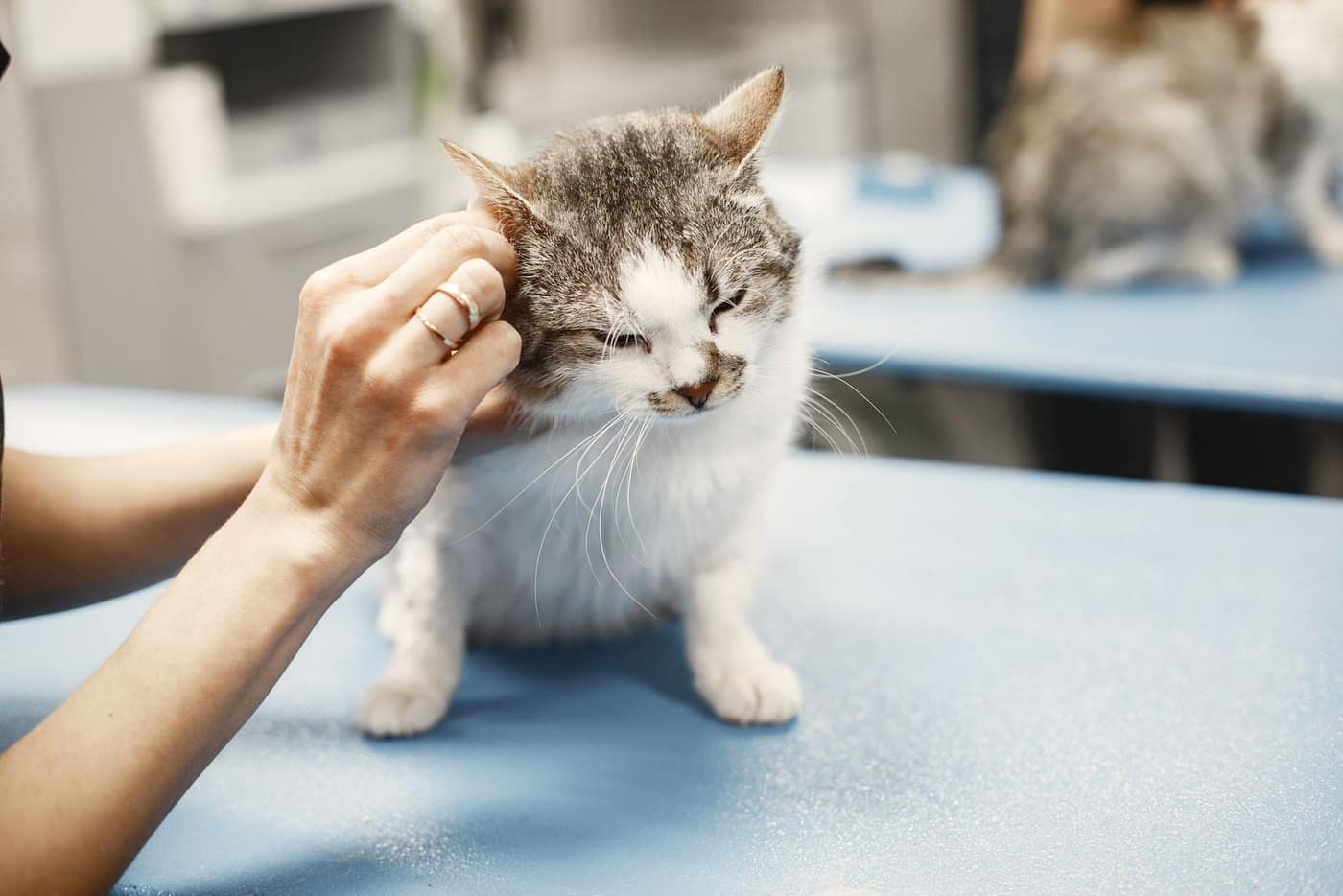 Veterinary exam on a seamless, easy-clean clinic floor