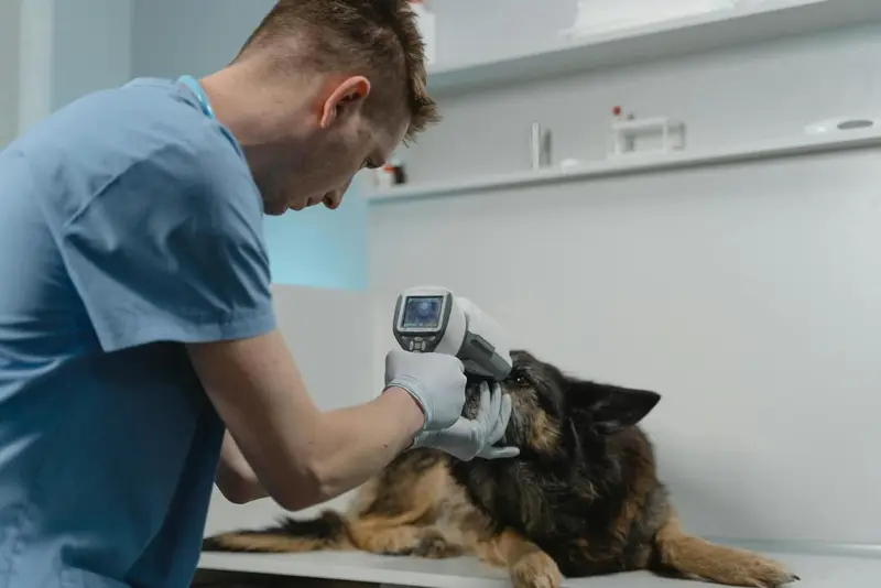 Veterinarian examining a dog in a clinic above a seamless, easy-clean floor