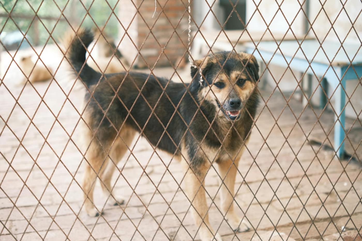 Boarding kennel run with a durable, grippy floor