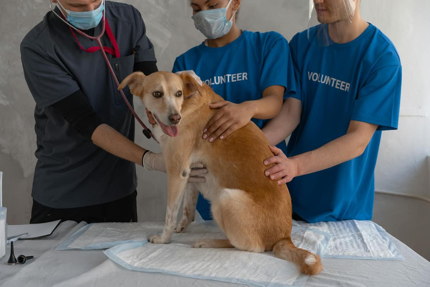 Veterinary team treating a dog on a clinic floor that takes constant cleaning