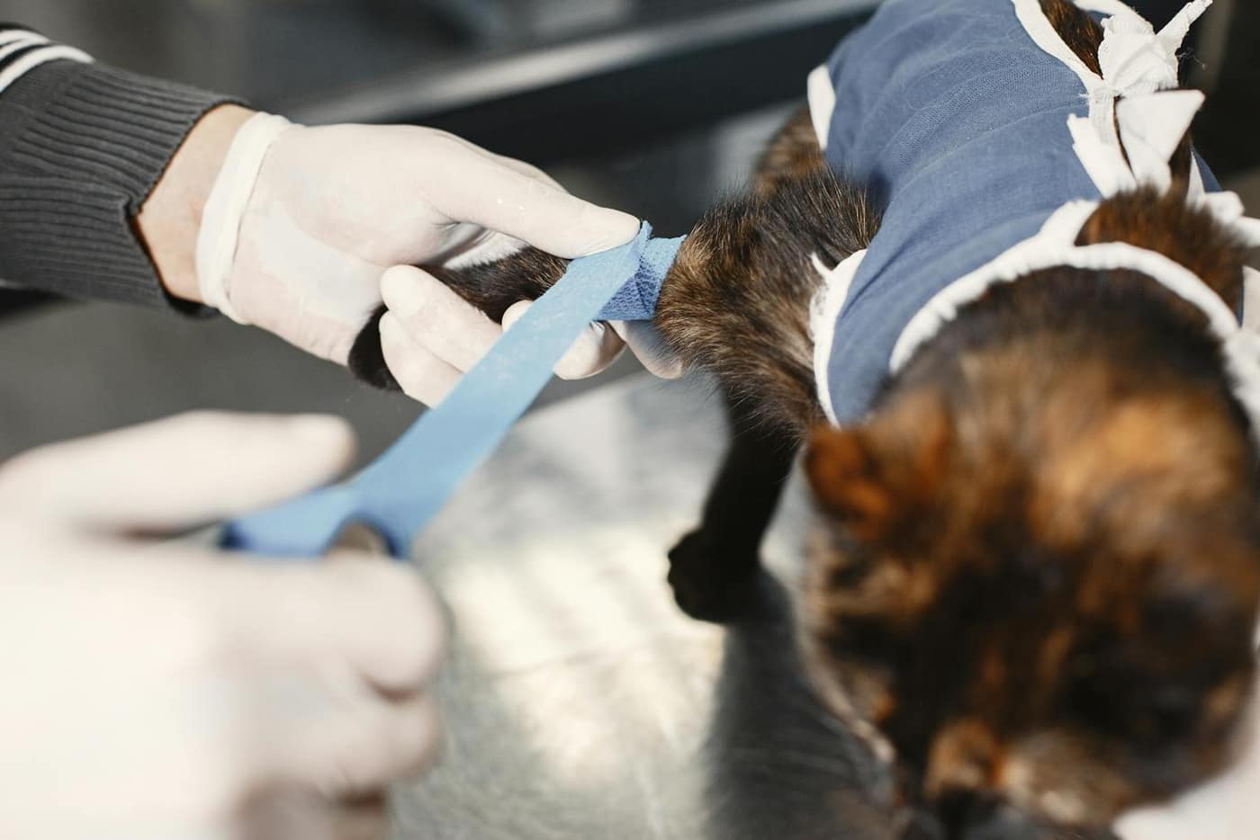 Veterinary treatment area with a hard, cleanable epoxy floor